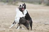 BOSTON TERRIER 368